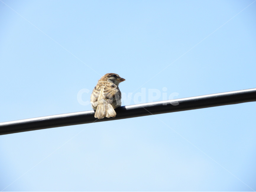 참새,전선,케이블,전기줄,도시,sparrow,wire,cable,city,동물,animal,조류,새,birds