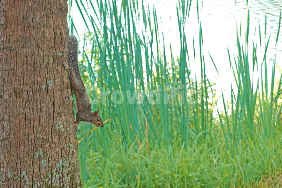 다람쥐,풀,나무,squirrel,chipmunk,tree,grass,플로리다,florida