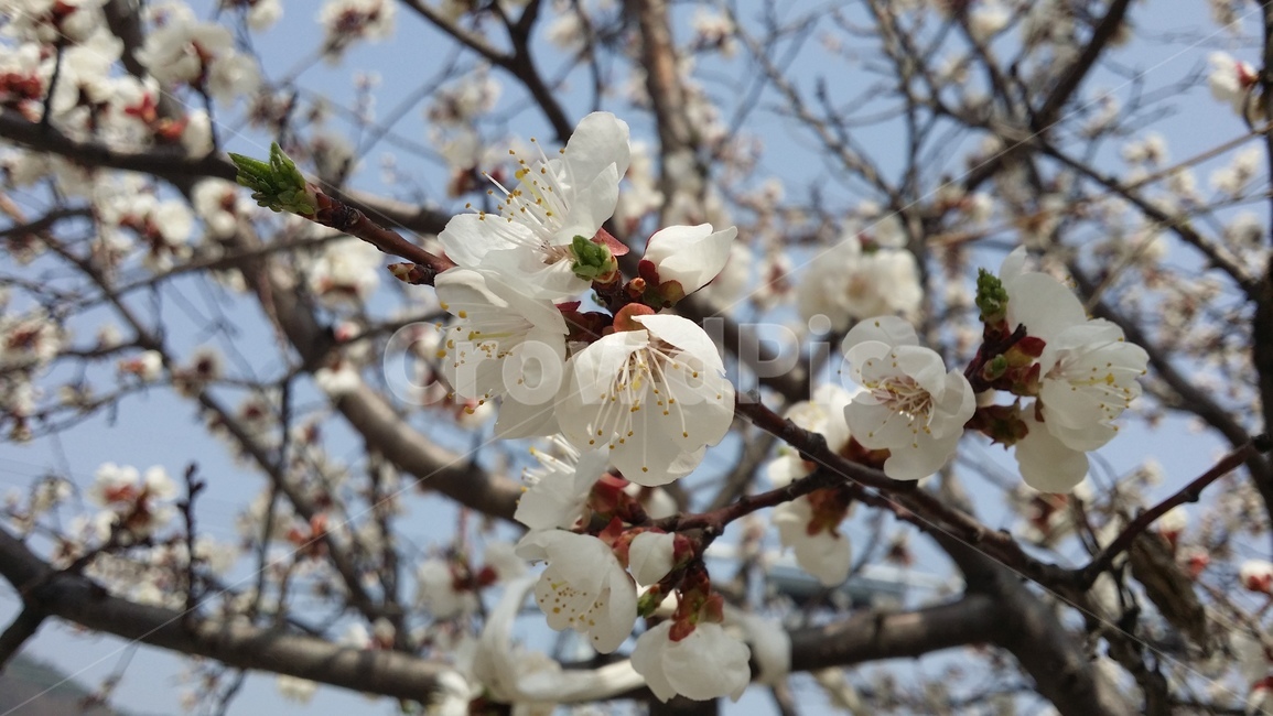 벚꽃,cherry,꽃,봄,spring,벚꽃나무,flower