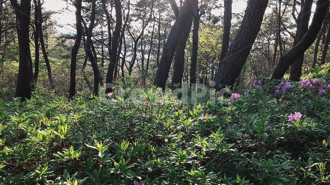 숲,나무,숲길,등산,나뭇잎,산길,산,풀,나무줄기,줄기,공기,상쾌,산소