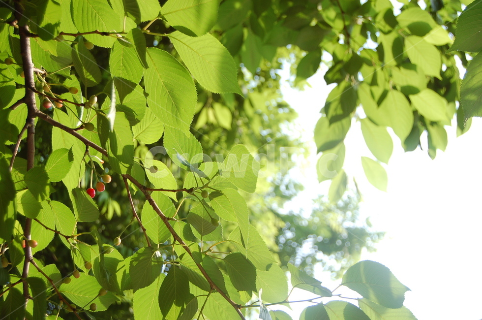 나뭇잎,잎,하늘,나무,열매,초록,싱그러운,초록잎,plant,식물,leaf,sky,tree,green,식물,자연,plants,nature,나무,trees,wood