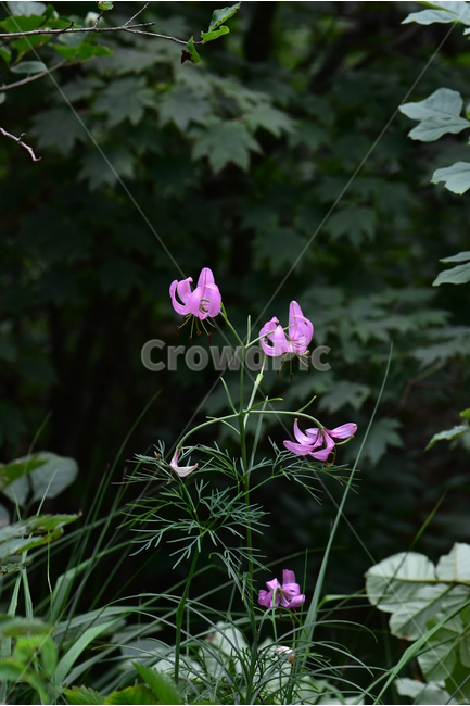 솔나리,야생화,식물,자연,꽃,생태,힐링,플라워,wildflower,flower,plants,nature,season,감성,느낌,emotion,feeling,백합목,백합과,여름,백합속,분홍색,여러해살이풀,식물,자연,plants,nature,꽃,flower
