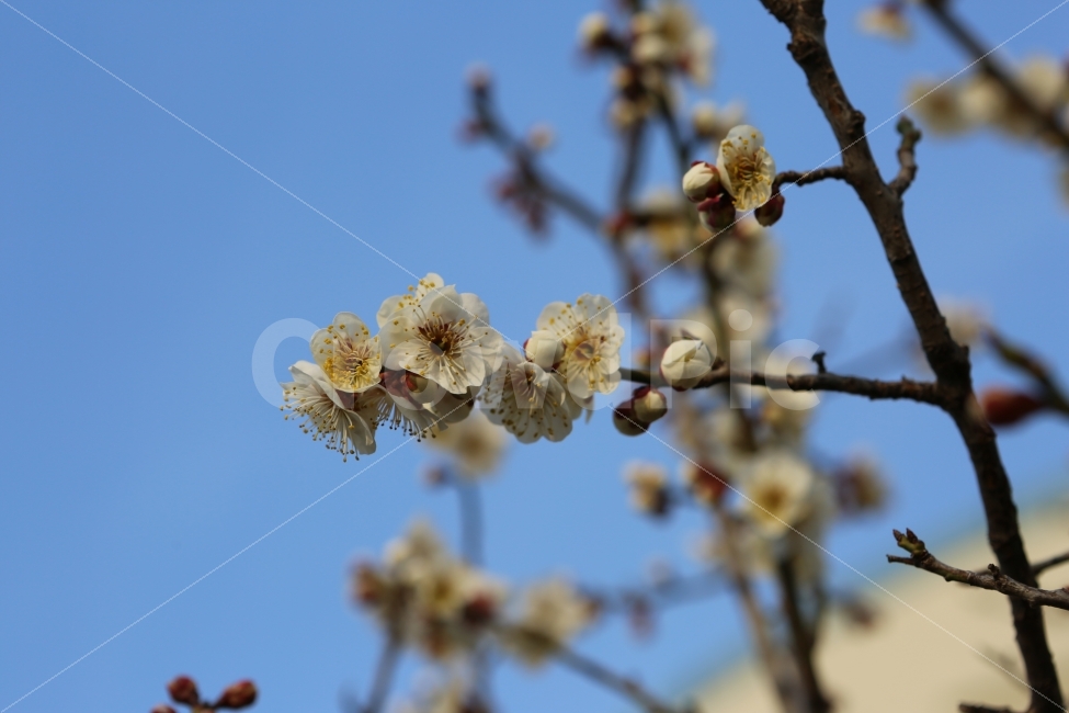 주말,매화,꽃,봄,입춘,매화꽃,나들이,맑음,배경,화면,풍경,감성,식물,자연,plants,nature,봄,계절,spring,season,꽃,flower,plant