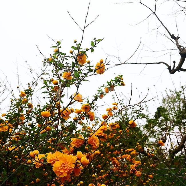 죽단화,황매화,매화,노랑꽃,꽃,식물,자연,plants,nature,꽃,flower