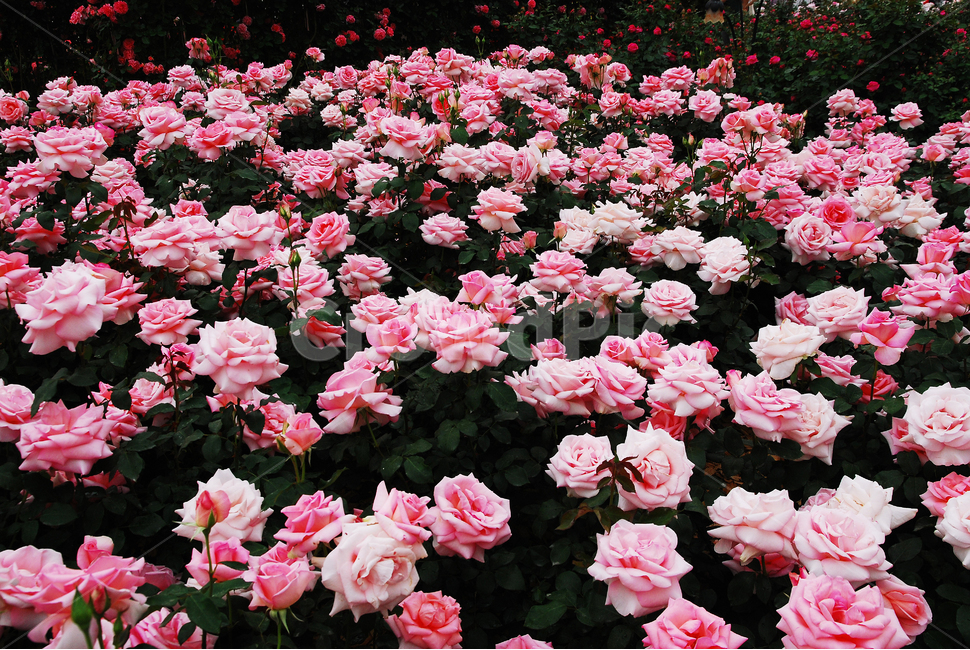 장미,장미꽃,로즈,꽃,아름다움,예쁜,플라워,데코레이션,꽃송이,꽃잎,feeling,rose,flowers,5월,계절의여왕,가시,가든,정원,앞뜰,장미원,장미축제,BEAUTIFUL,plant,garden,핑크색장미,분홍장미,pink,꽃밭,수많은,식물,자연,plants,nature,꽃,flower