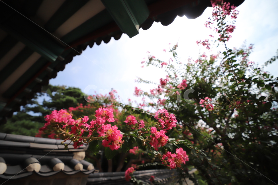 오죽헌,강릉,백일홍,배롱나무,나무,신사임당,이이,율곡,율곡이이,한국전통,한국문화,korean traditional,korean culture,식물,자연,plants,nature,꽃,flower,건축물,건물외관,exterior,building,structure,architecture,construction