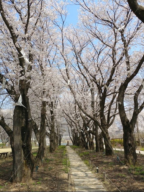 벚꽃,길,봄,나무,숲,봄,계절,spring,season,자연,풍경,nature,landscape,tree,tree trunk,나무 줄기,plant,식물