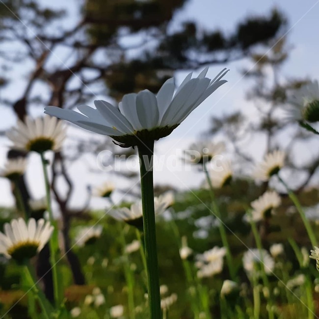 꽃,들꽃,흰색꽃,독특함,꽃들