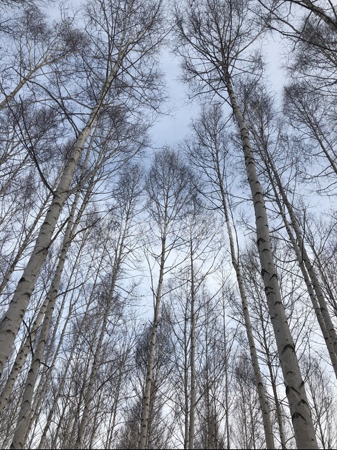 plant,자작나무,나무,tree,식물,겨울