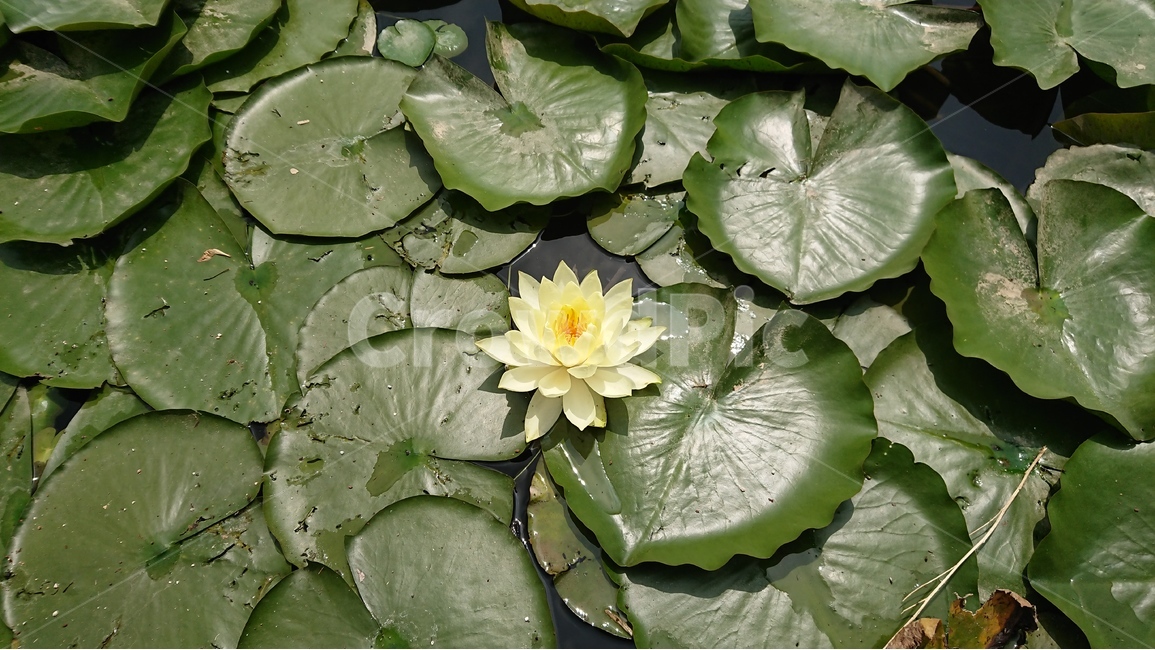식물,꽃,연꽃,수련,연못,연잎,자연,풍경,여름,녹색,green,식물,자연,plants,nature,꽃,flower