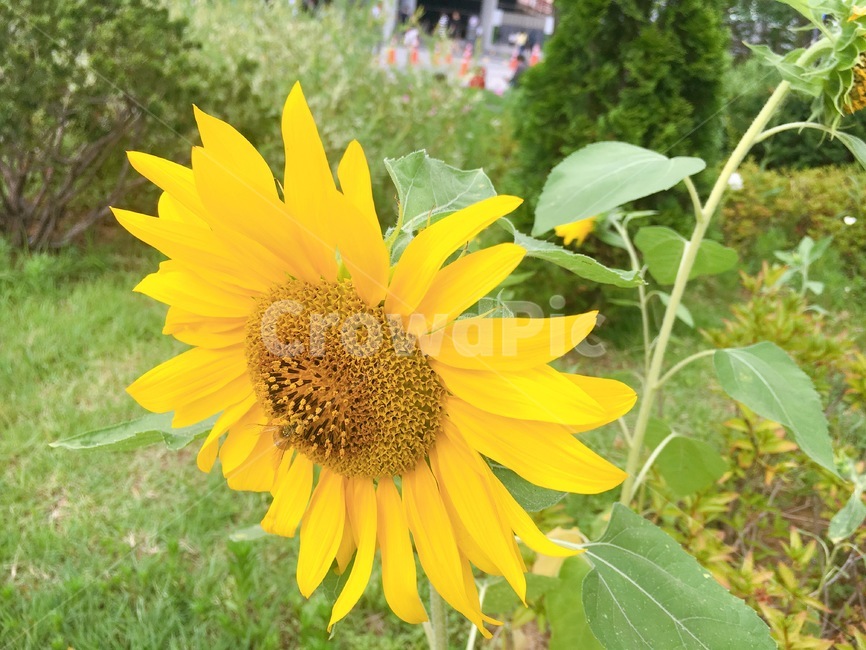 flower,꽃,sunflower,식물,자연,도심속자연