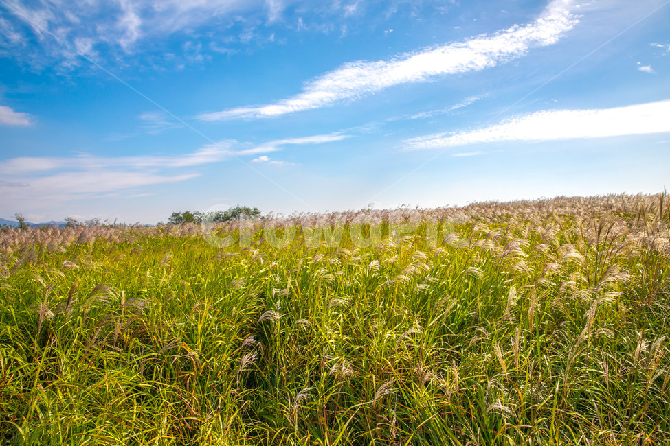 공원,하늘공원,식물,억새,억새풀,가을,계절,fall,autumn,season,자연,풍경,nature,landscape,grassland,목초지,field,들,outdoors,옥외,rural,농촌,meadow,farm,농장