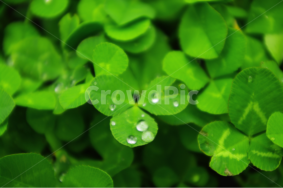 토끼풀,클로버,식물,color,자연,nature,식물,자연,plants,nature