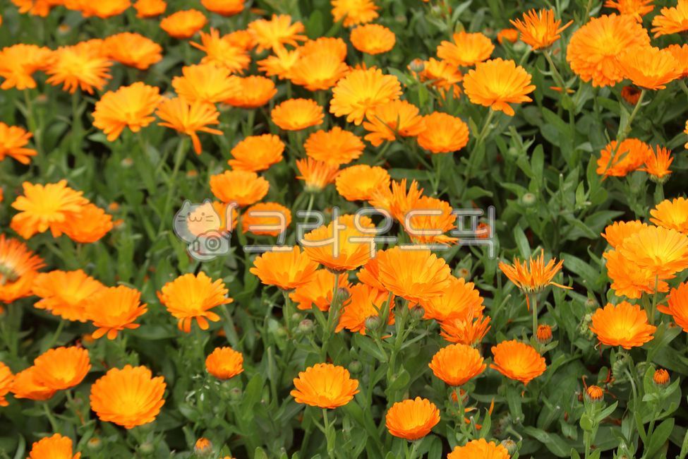 plant,식물,flower,꽃,카렌듈라,식물,자연,plants,nature