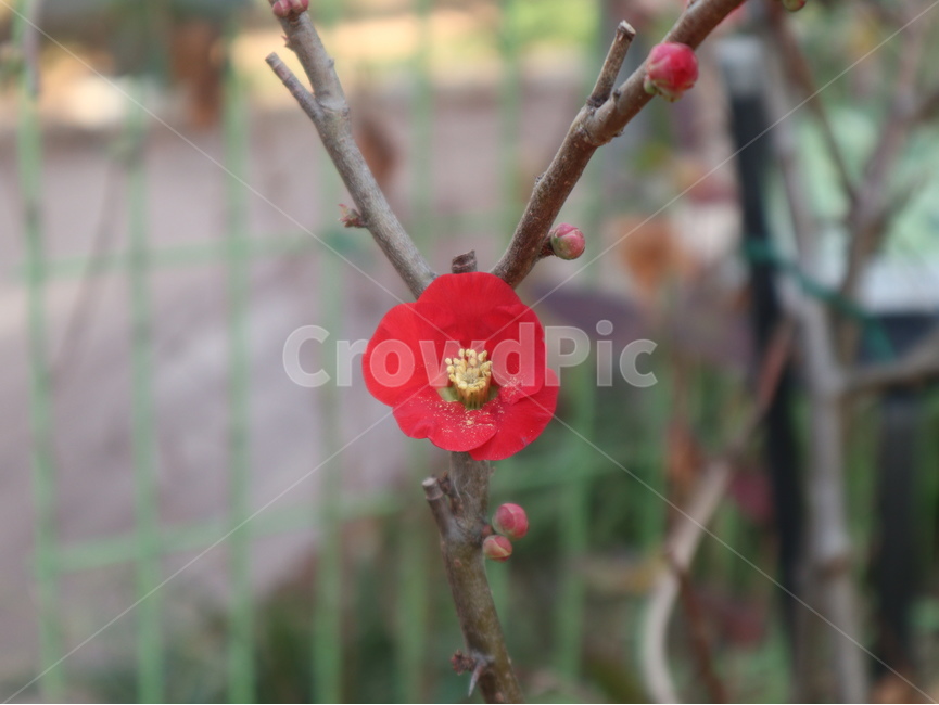 꽃,빨간꽃,꽃가루,꽃봉오리,나뭇가지,식물,자연,plants,nature,꽃,flower