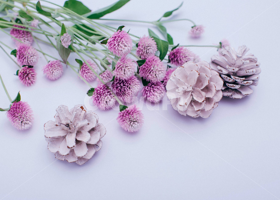 꽃,천일홍,flower,보라색,보라빛,자연,예쁜,아름다운꽃,핑크,꽃,flower