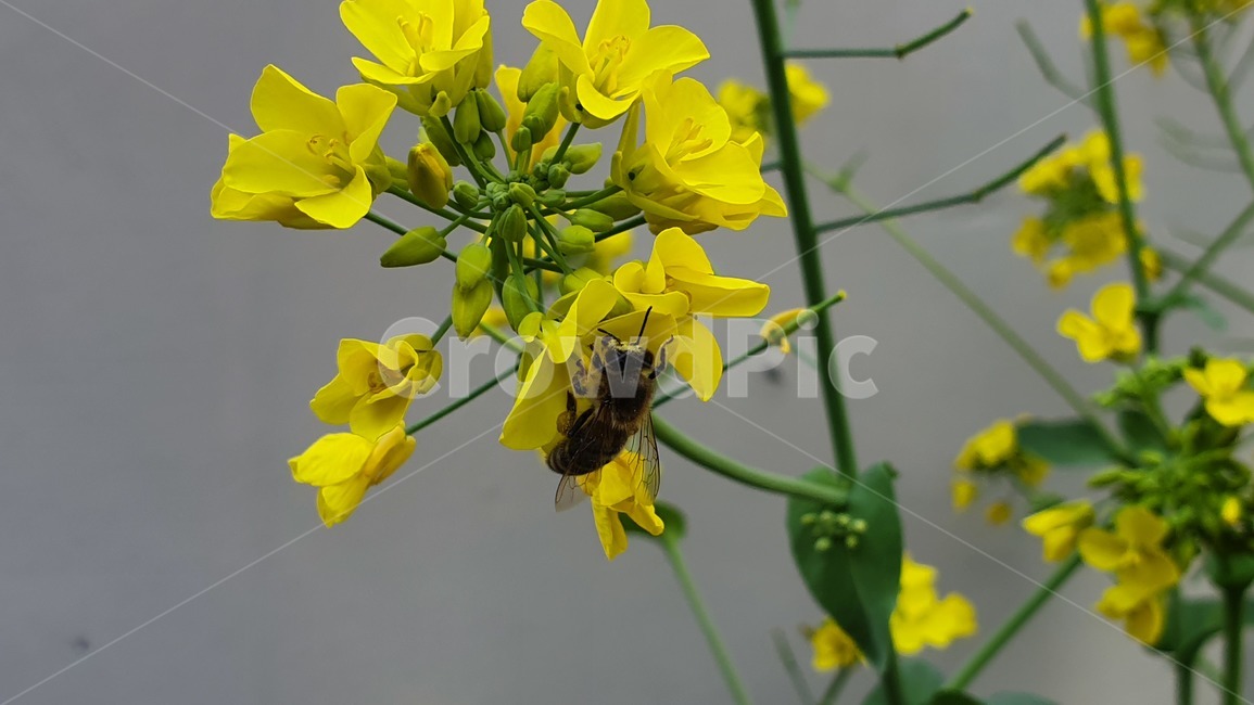 벌,노란색,유채꽃,꿀벌,매크로,접사,귀여움,yellow,bee,일벌,work,봄,계절,spring,season,식물,자연,plants,nature,꽃,flower,동물,animal,곤충,벌레,insect,bug,honey bee,invertebrate,무척추 동물