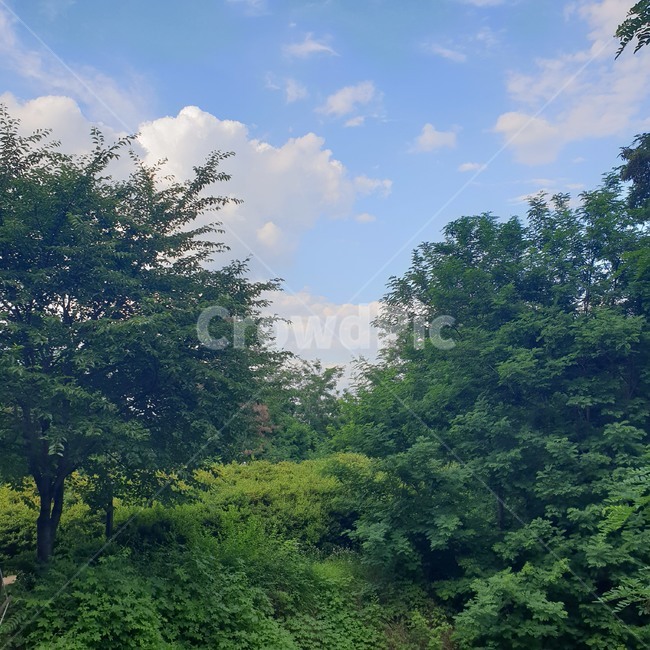 나무,자연,하늘,숲,산