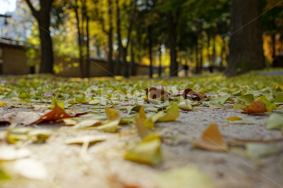 가을,autumn,fall,season,계절,단풍,나무,나뭇가지,이파리,단풍잎,자연,nature,tree,산림,삼림,숲,숲속,낙엽,한국자연,11월,November,풍경,landscape,경치,스냅,스냅사진,snap,snapshot,감성,감성사진,느낌,feel,분위기,잎사귀,가을,계절,fall,autumn,season,leaf,잎,plant,식물,ground,바닥