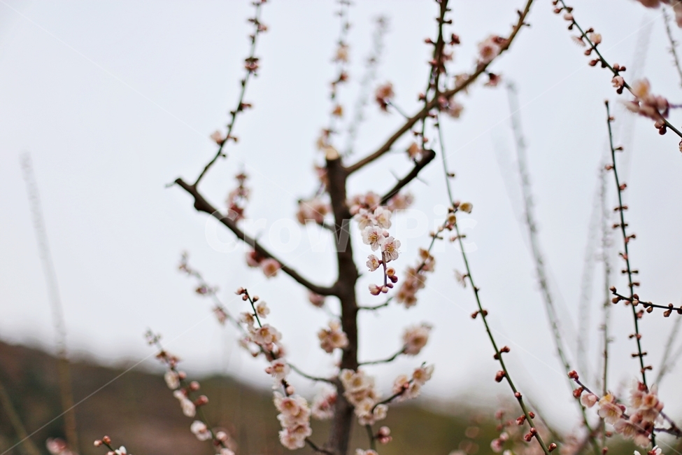 hadong,하동,매화축제,매화,매화꽃,꽃,flower,봄,계절,spring,season,식물,자연,plants,nature,꽃,flower,plant,blossom