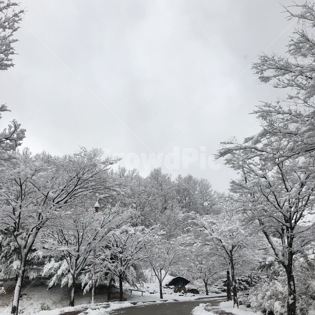 눈,겨울,계절,쌓인눈,하얀나무,겨울,계절,winter,season