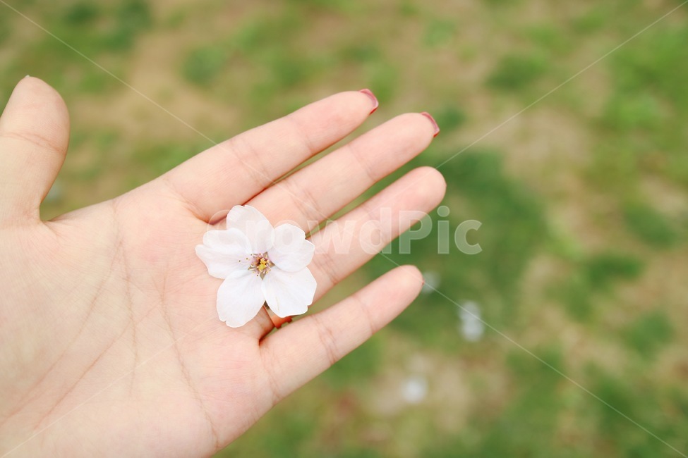 봄,계절,꽃,벚꽃,꽃잎,색감,감성,자연,식물,spring,flower,cherryblossom,꽃,flower,사람,인물,인간,human,person,신체일부,몸,body