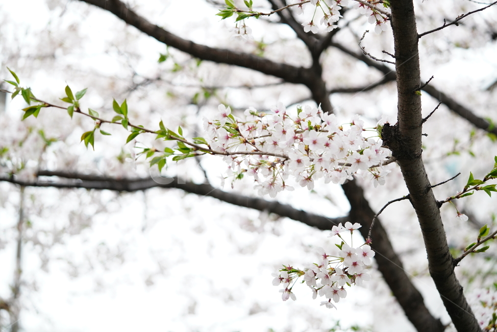 꽃,벚꽃,봄,계절,플라워,화이트,흰색,하얀색,생물,감성,느낌,식물,flower,spring,white,봄,계절,spring,season,식물,자연,plants,nature,꽃,flower,plant,blossom
