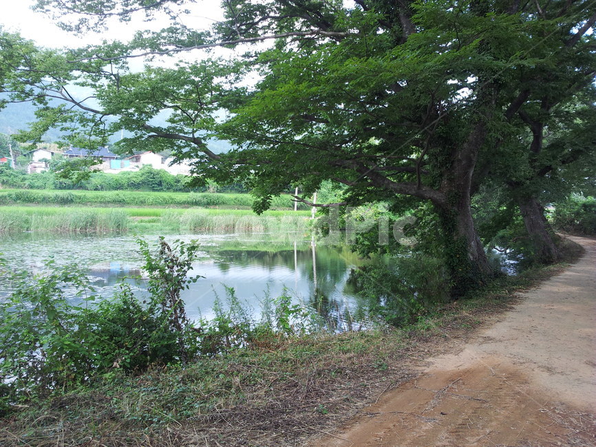 시골,숲,나무,저수지,길,시골길,숲길,자연,풍경,nature,landscape,land,땅,outdoors,옥외,water,물