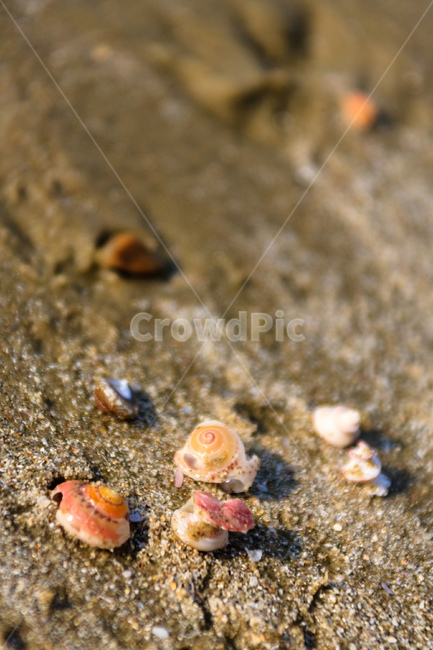 조개,바닷가,바다,모래,물,해변,바다,beach,sea