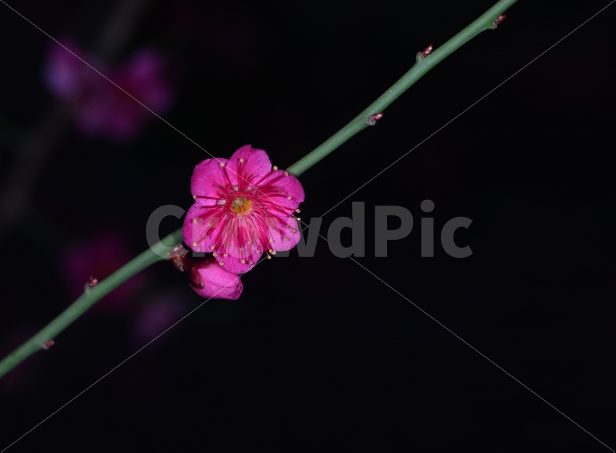 홍매화,매화,꽃,꽃말,고귀함,식물,자연,plants,nature,봄,계절,spring,season,꽃,flower,geranium,제라늄,plant,blossom