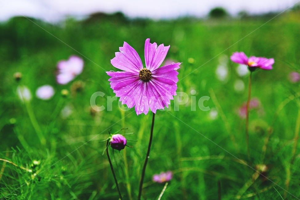 코스모스,꽃,꽃잎,들꽃,식물,가을꽃,가을,공원,자연,계절,식물,자연,plants,nature,꽃,flower