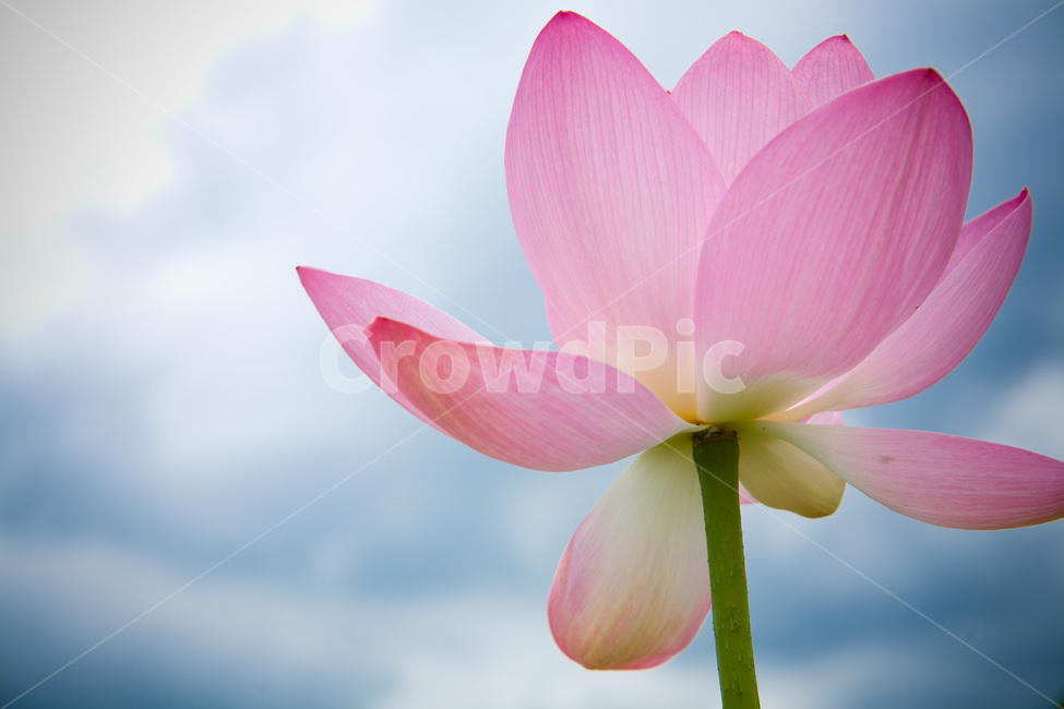 꽃,연꽃,flower,봄,자연,spring,순수,순정,감성사진,연근,식물
