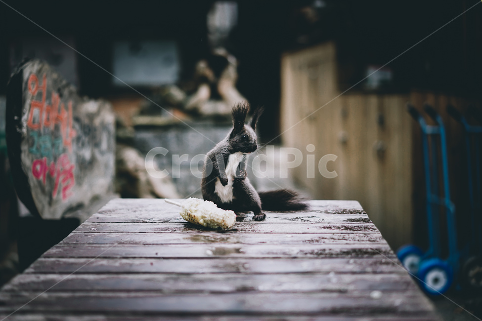 청솔모,다람쥐,squirrel,동물,animal,wood,나무,동물,animal,포유류,mammal