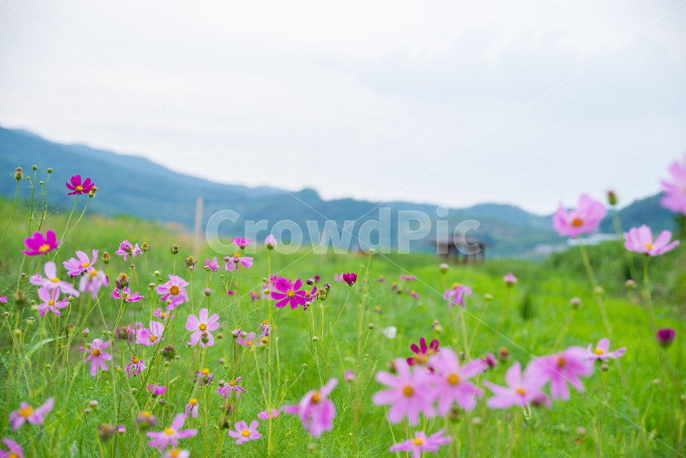 코스모스,cosmos,꽃,flower,식물,plants