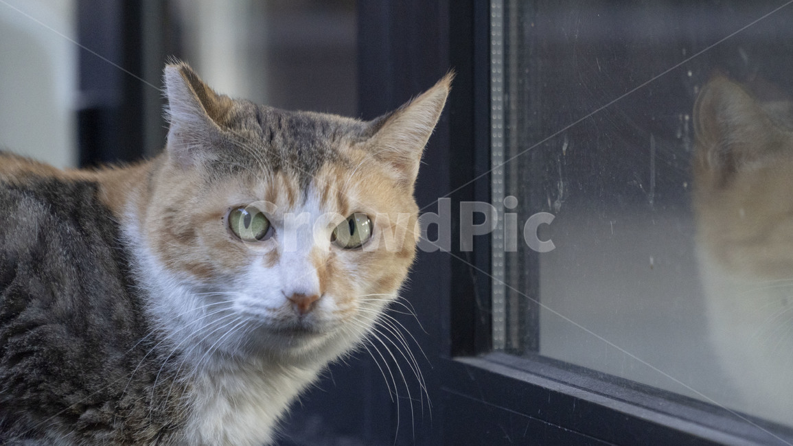 고양이,아비시니안,cat,animal,동물,pet,mammal,동물,animal,포유류,mammal,고양이,cat,kitten,kitty