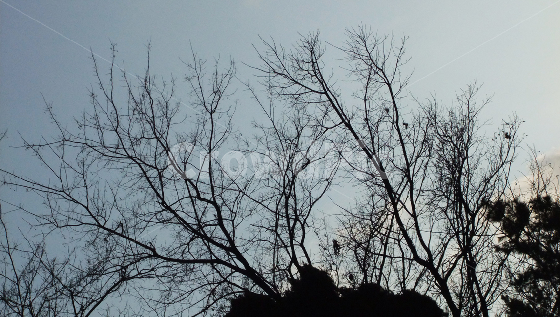 silhouette,실루엣,나무,저녁,밤,night,black,겨울,앙상한,dark,공원,하늘,tree,plant,park,cold
