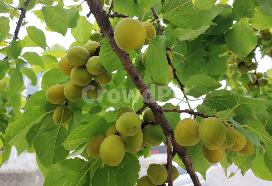 살구,과일,음식,먹거리,열매,나무열매,후르츠,fruit,food,계절과일,6월,나뭇잎,주렁주렁