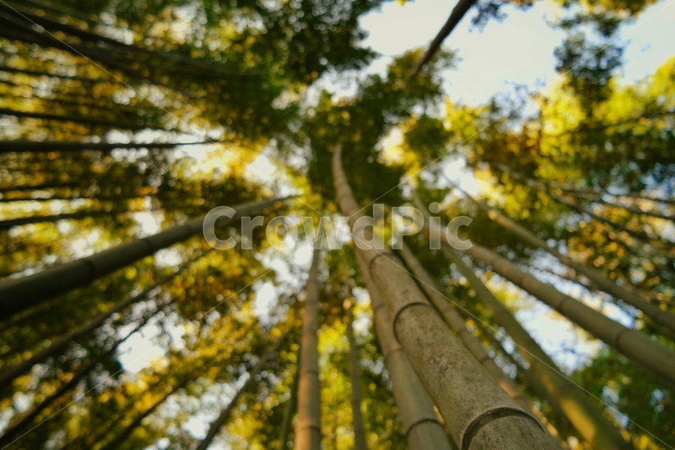 대나무,뻗음,길죽함,bamboo,long,나무,trees,wood