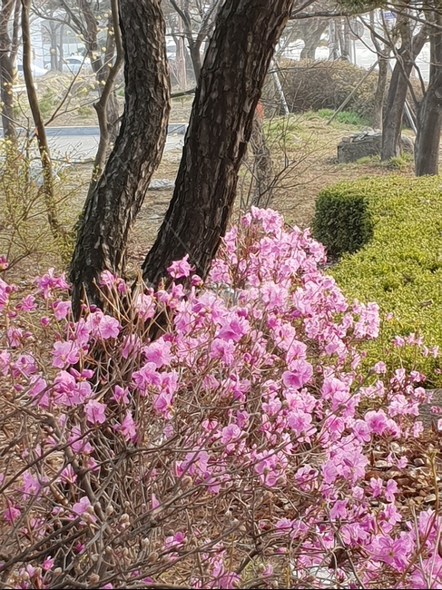 진달래,꽃,봄꽃,봄의전령,참꽃