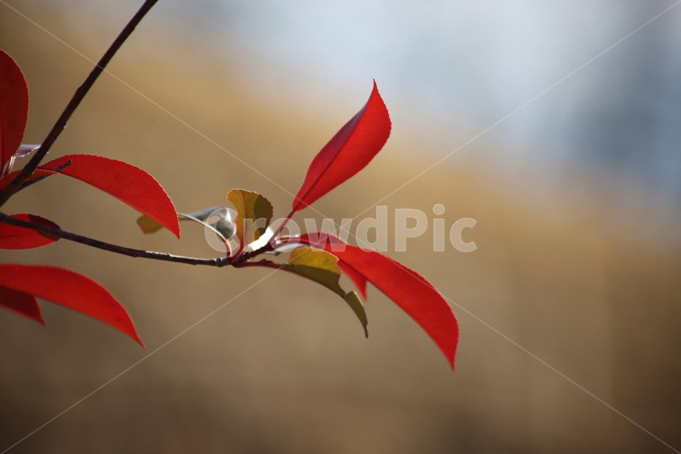 단풍,잎,식물,가을,redleaves,가을,계절,fall,autumn,season,plant,leaf,veins,정맥