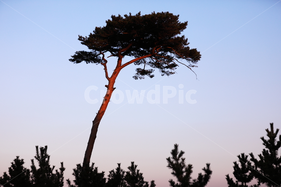 동해,양양,낙산사,소나무,불에도살아남,곧다,나무,trees,wood