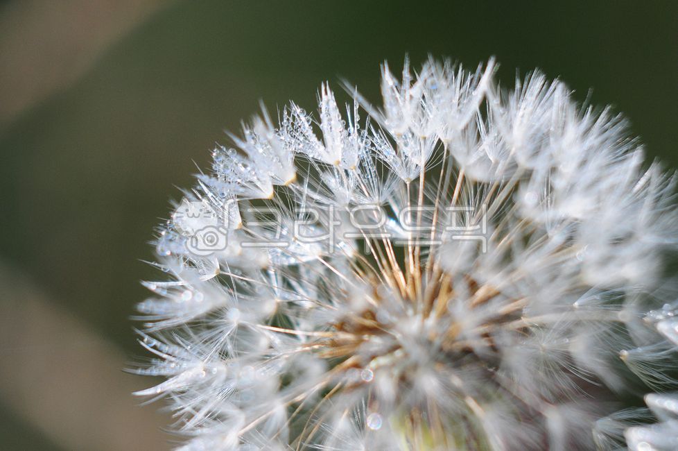 자연,식물,민들레,홀씨,확대,꽃,이슬,dandelion