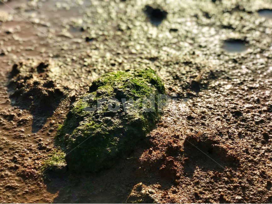 이끼,돌이끼,갯벌,흙,바다,자연,해변,바다,beach,sea