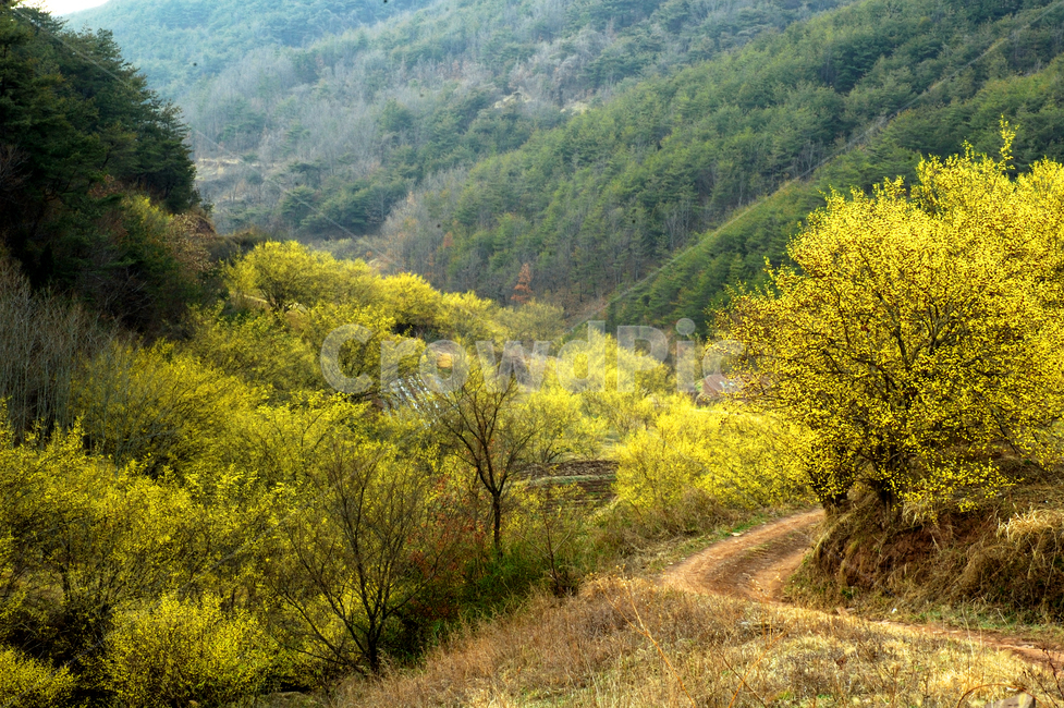 plant,식물,tree,나무,봄,산수유,꽃,열매,자연,nature,길,도로,풍경,경치