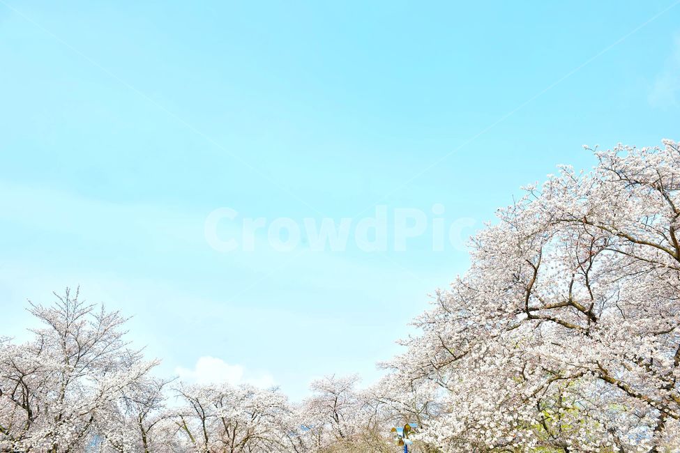 경주벚꽃,벚꽃축제,벚꽃,벚꽃시즌,풍경