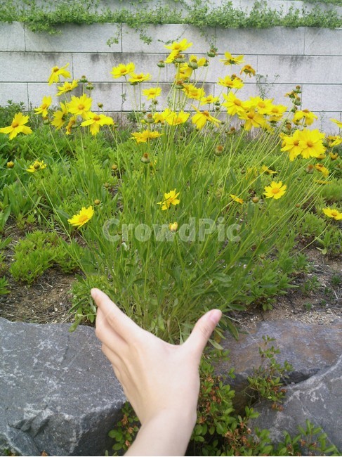 초목,plant,식물,부케,감성,옛날감성,식물,자연,plants,nature,꽃,flower