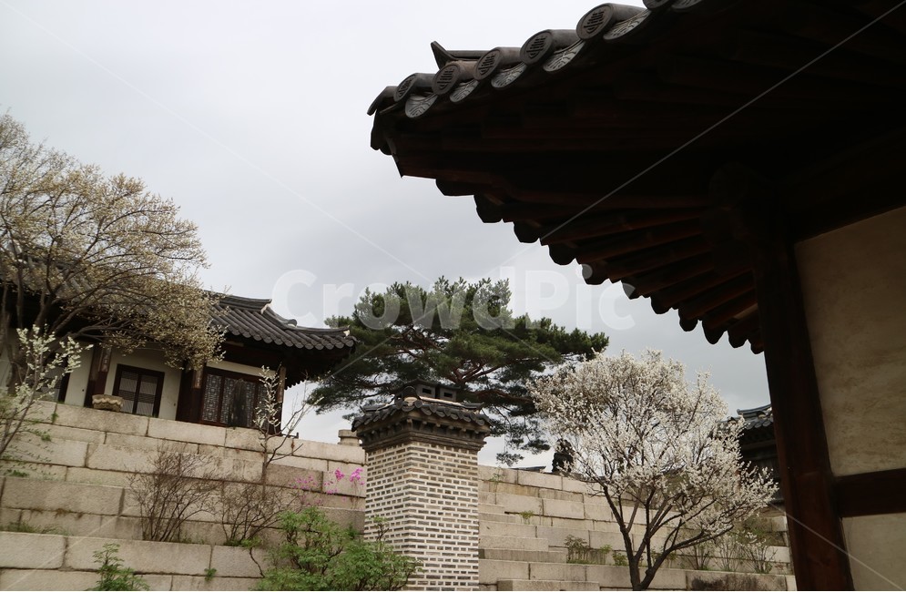 창덕궁,봄,산책,꽃,서울,궁궐,전통,풍경,봄,계절,spring,season,한국전통,한국문화,korean traditional,korean culture,랜드마크,landmark,tourist attraction,한국랜드마크,한국관광지,한국명소,korea landmark,korea tourist attraction