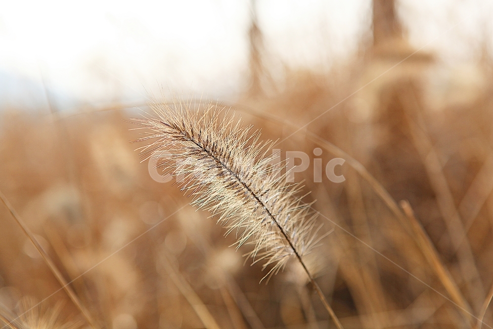 강아지풀,강아지풀꽃,꽃,잡초,가을,풀,공원,야외,가을,계절,fall,autumn,season,식물,자연,plants,nature