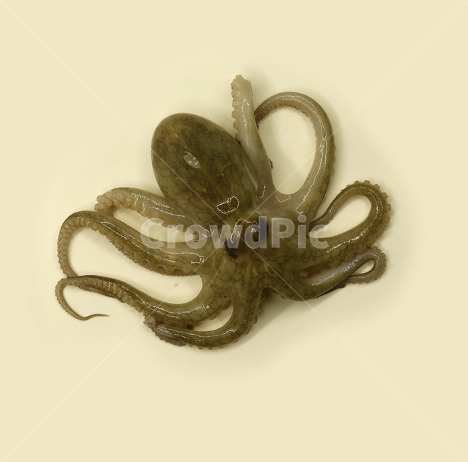 주꾸미,쭈꾸미,문어,낙지,해산물,음식,해물,식재료,요리재료,음식재료,식품,요리,싱싱한,신선한,어류,연체동물,오브젝트,누끼,동물,animal,수산물,해산물,fishery products,seafood