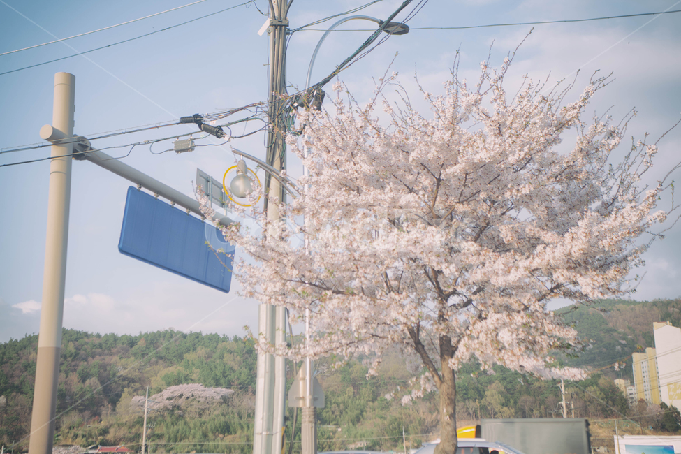 봄,계절,벚꽃,자연,풍경,봄꽃,꽃,blossom,cherryblossom,식물,plant,spring,season,nature,landscape,도로,표지판,거리,street,sign,전봇대,봄,계절,spring,season,자연,풍경,nature,landscape